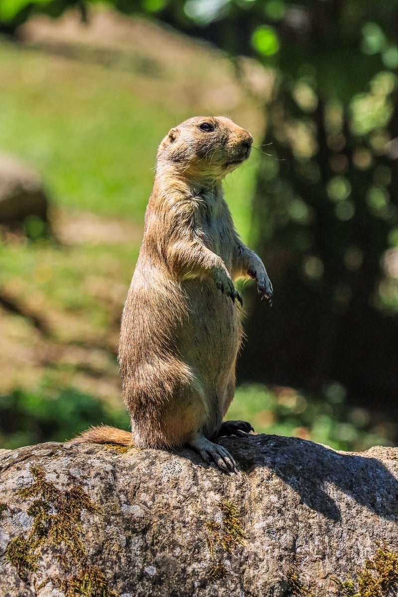Groundhog Day